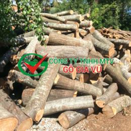 Xoan vườn tròn
